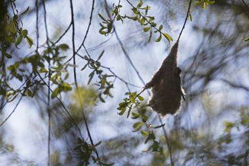  An adult Eurasian penduline tit (Remiz pendulinus) calling for an female out of its nest what he is making at the lakes of Linum Germany..