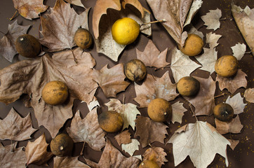 Fall leaves decorated with dried lemons
