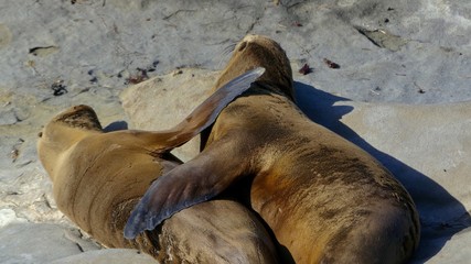 Hugging Sea Lions 