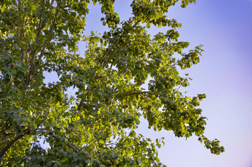 green tree in spring with blue sky 