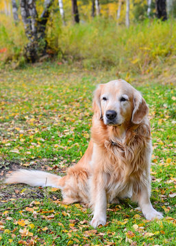 Golden Retriever dog sitting  in the autumn forest