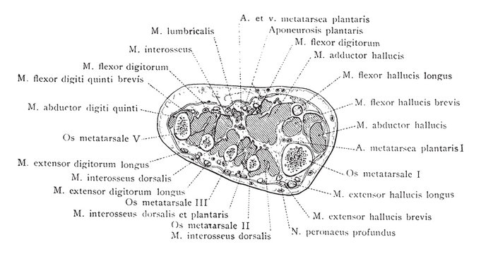 Cross Section Through Tarso Metatarsal Joint of Foot, vintage illustration.