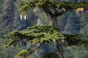 Tanne in Alaska vor Berglandschaft
