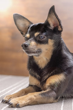 Chihuahua squintes from the sun