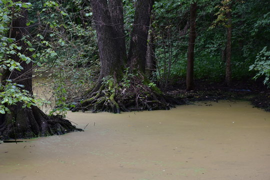 The indigenous inhabitants of the swamp.