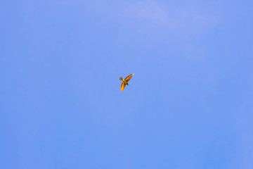 Bird in blue sky with orange wings