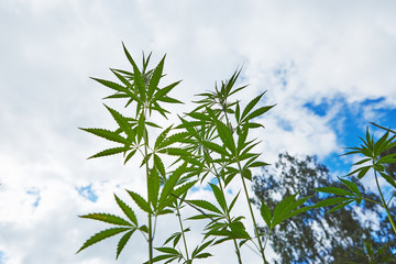 Young leaves of marijuana on sky background