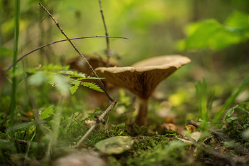 Lactarius is a genus of mushroom-producing, ectomycorrhizal fungi, containing several edible species. The species of the genus, commonly known as milk-caps