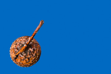 A hat of an acorn from above is isolated on a blue background
