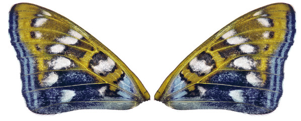 Obraz premium yellow and blue couple butterfly wings on white