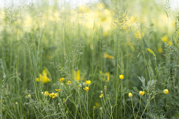 yellow flowers in the grass