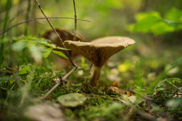 Lactarius is a genus of mushroom-producing, ectomycorrhizal fungi, containing several edible species. The species of the genus, commonly known as milk-caps