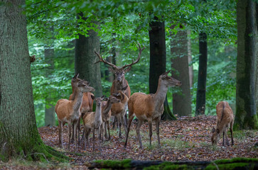 Red Deer in fall Germany