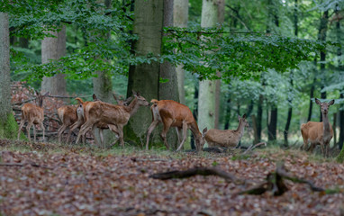 Red Deer in fall Germany