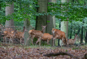 Red Deer in fall Germany