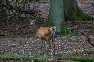 Red Deer in fall Germany