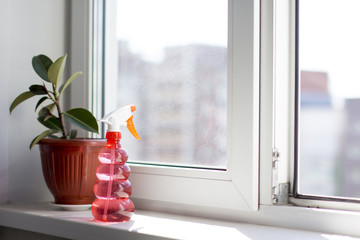 home plant on a window