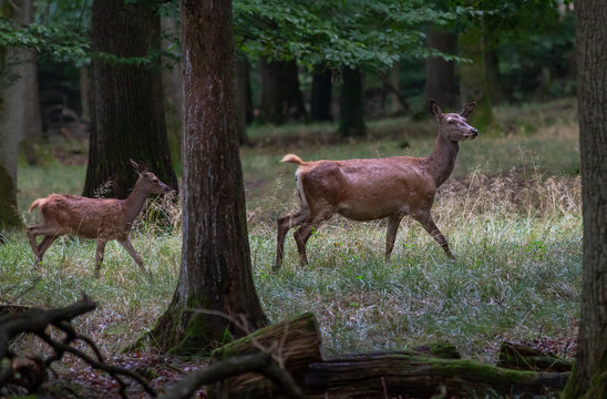 Red Deer in fall Germany