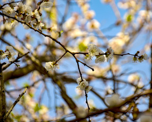 blooming apple tree in spring