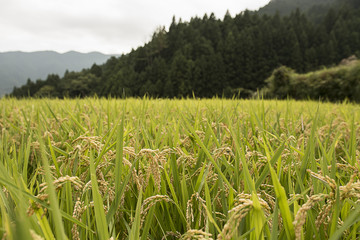 樫原の棚田