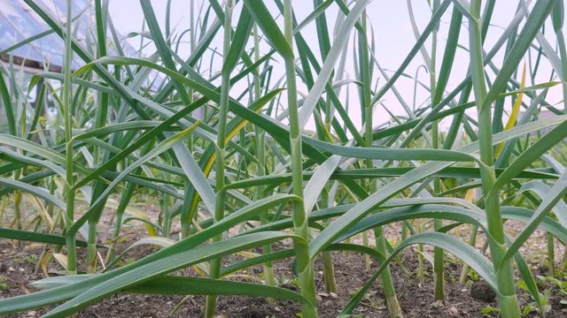 Plants of garlic grow in the backyard.