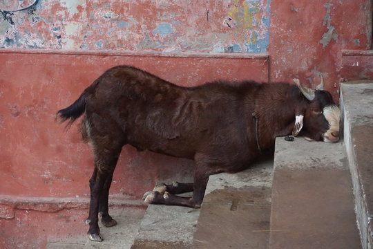 tired animal varanasi