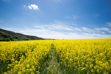 Fototapeta premium Rapsfeld