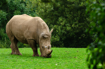 Obraz premium White Rhino