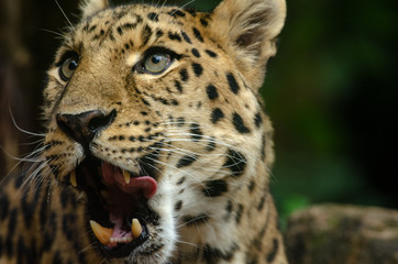 Amur Leopard
