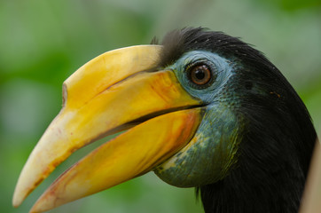 A wrinkled hornbill
