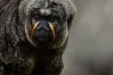 White-Faced Saki and baby