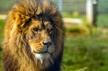 African Lion
