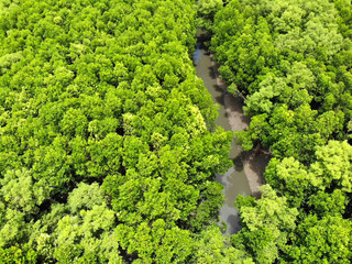 An aerial view of the beautiful mangroves and birds flying through the sea.