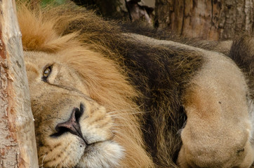 Naklejka premium Asiatic Lion