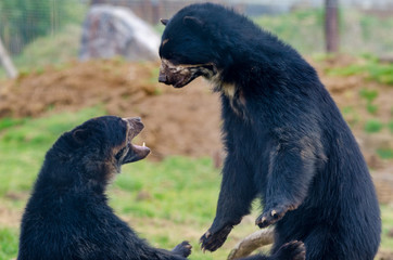 Spectacled Bear