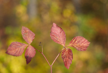 Beautiful background with autumn leaves