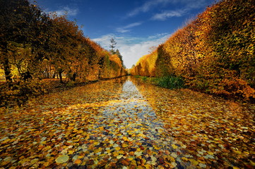 Autumn, colorful Oliwa Park, Gdansk, Poland - obrazy, fototapety, plakaty
