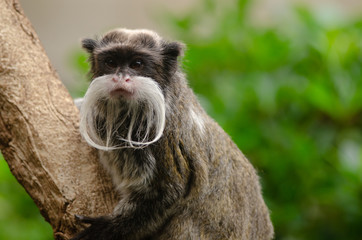 Emperor Tamarin
