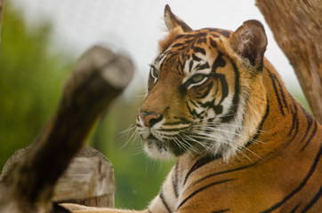 Fototapeta premium Sumatran Tiger