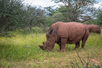 Naklejka premium White rhino, Waterberg Plateau National Park, Namibia