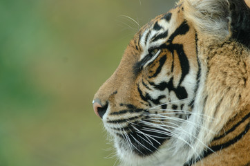 Sumatran Tiger