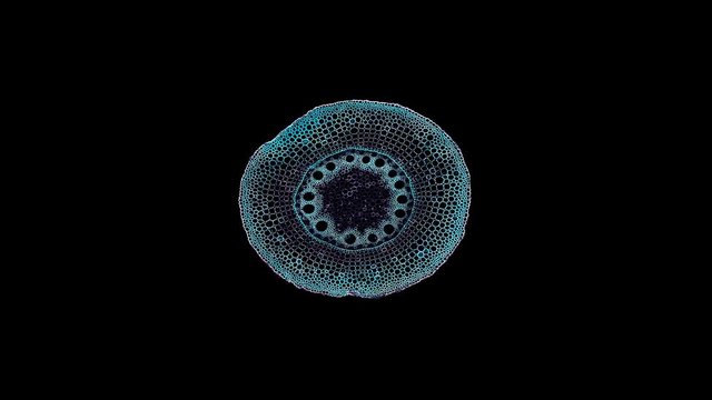  root - cross section cut under the microscope &ndash; microscopic view of plant cells for botanic education