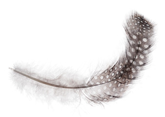 fluffy long feather in light spots on white