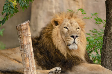 Asiatic Lion