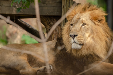 Asiatic Lion