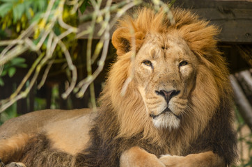 Fototapeta na wymiar Asiatic Lion