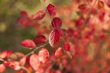 Beautiful background with autumn leaves