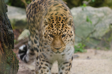 Amur Leopard
