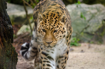 Naklejka na ściany i meble Amur Leopard