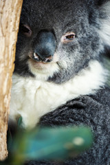 Naklejka premium Cute Australian Koala na drzewie odpoczywa w ciągu dnia.